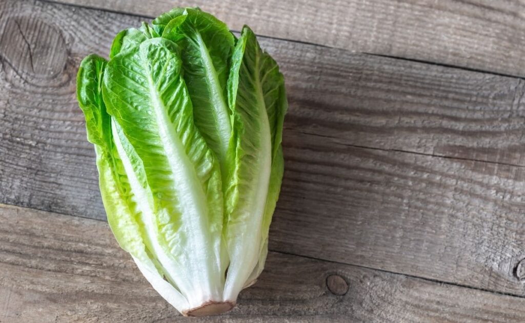 Así puedes cultivar tu propia lechuga para todo el año con solo una