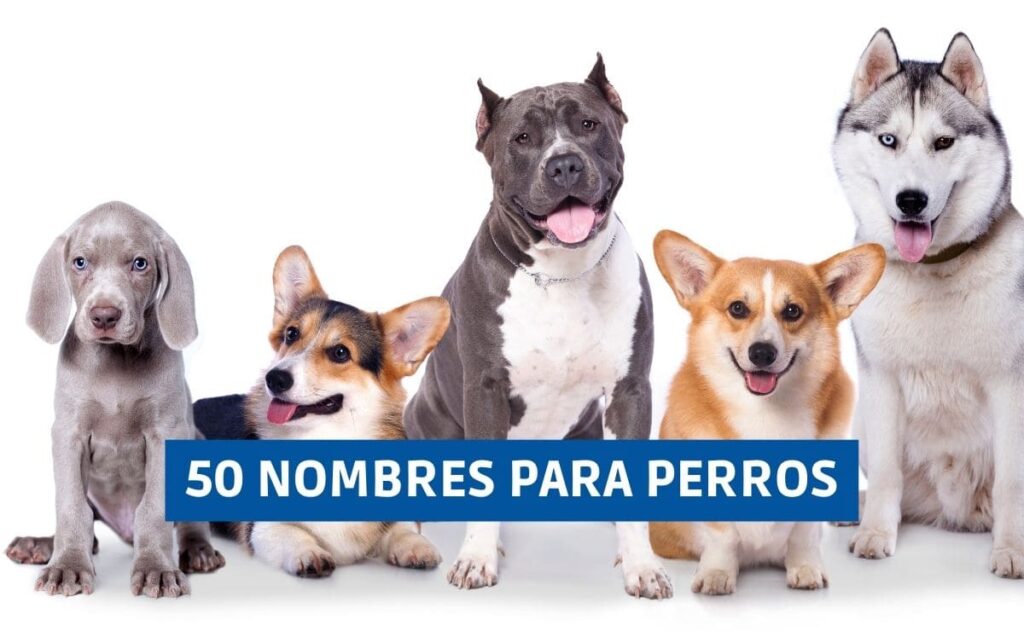 50 nombres para perros