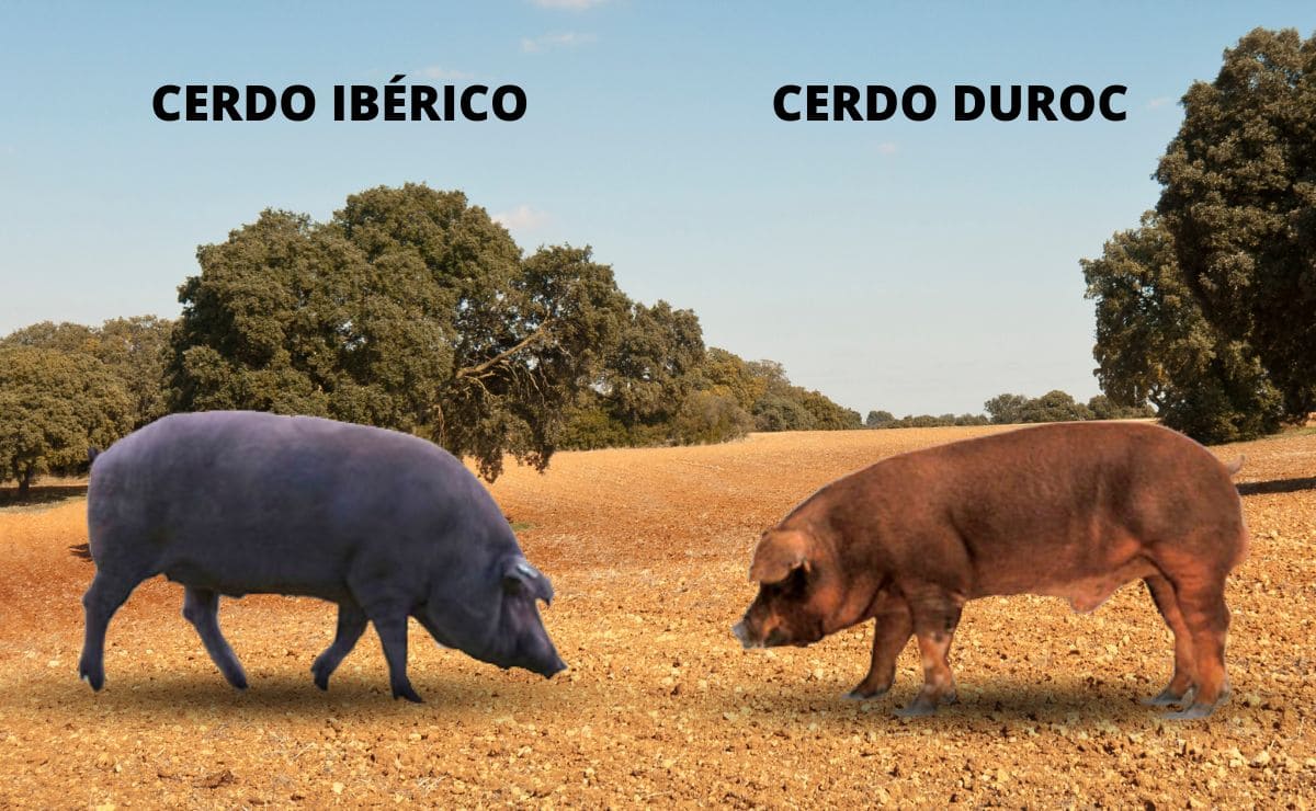 Diferencia entre cerdo ibérico y cerdo duroc