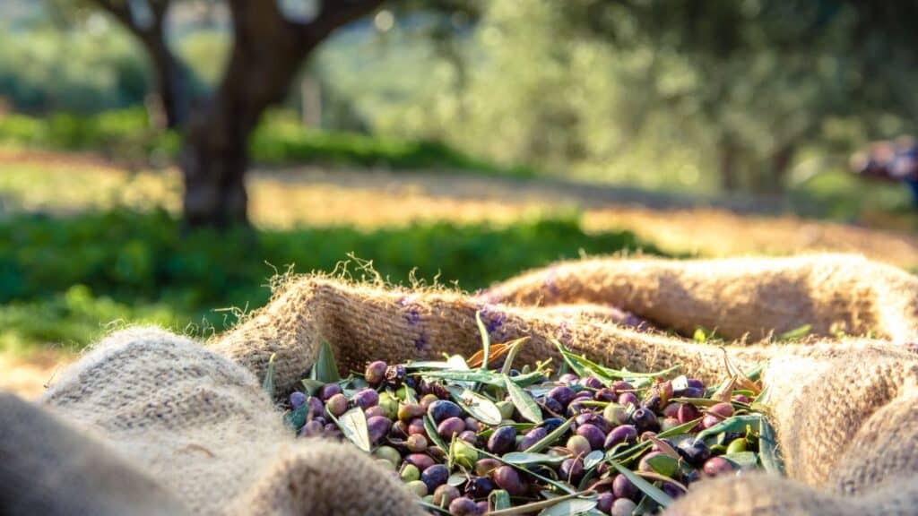 Aceite de oliva, Mercadona, Hacendado, olivo, aceituna