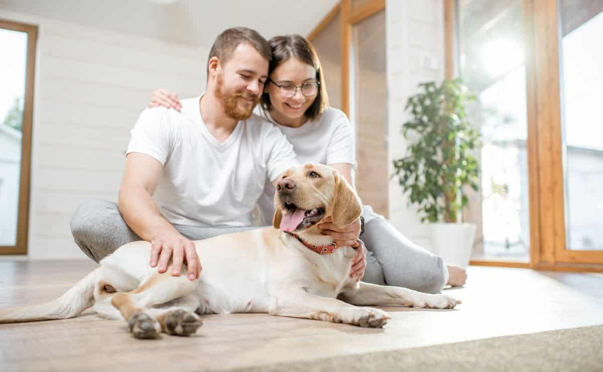 los perros pueden tener bicarbonato de sodio