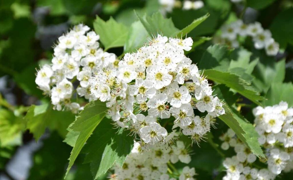 Espino blanco, planta con antioxidantes