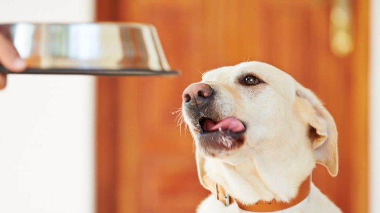 Perro esperando su comida espirulina