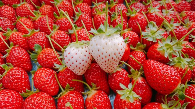 Fresas blancas alimento saludable