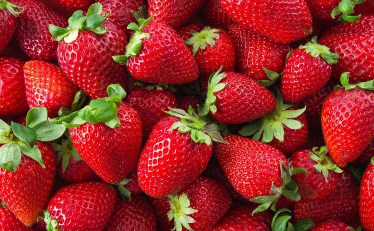 Fresas fragaria