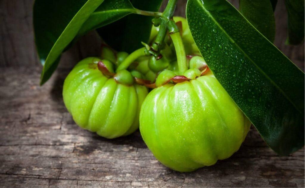 Garcinia cambogia