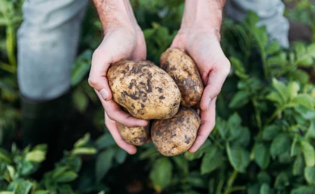 Rebaja del IRPF para agricultores./ Licencia Adobe Stock