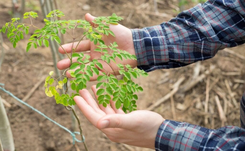 Planta moringa