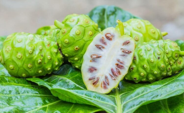 Noni superalimento