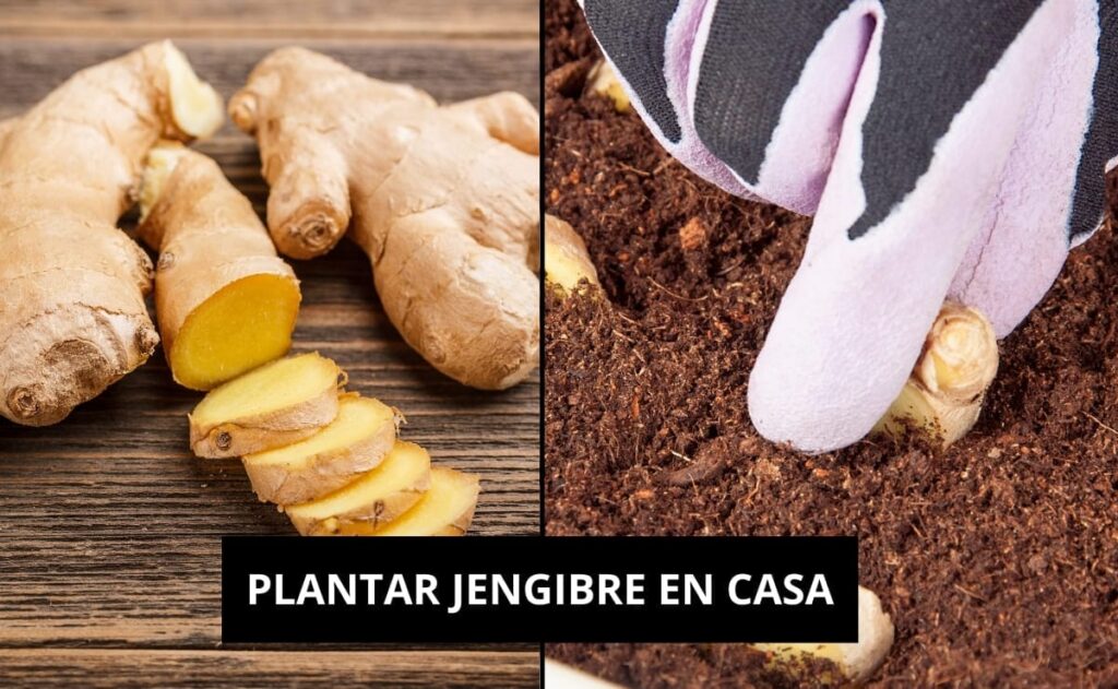 PLANTAR JENGIBRE EN CASA