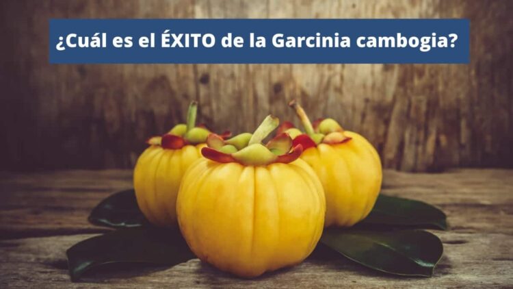 Por que es popular la Garcinia Cambogia