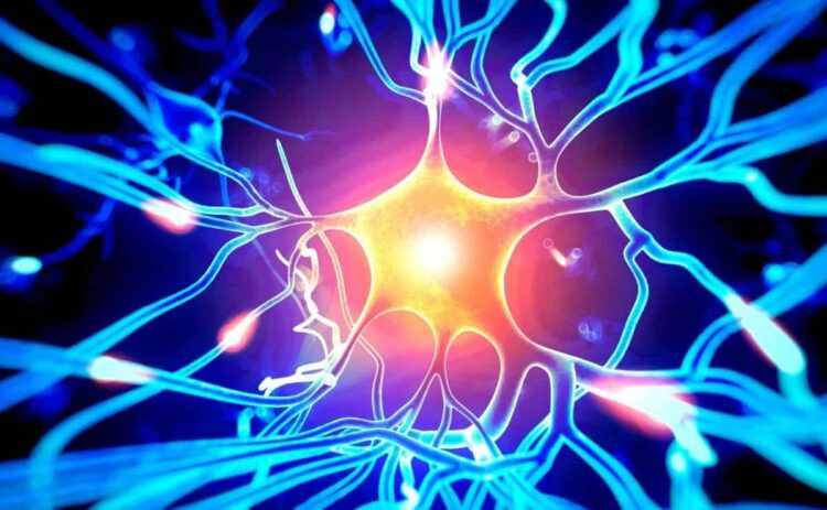 Una buena aimentación mantiene el cerebro y neuronas