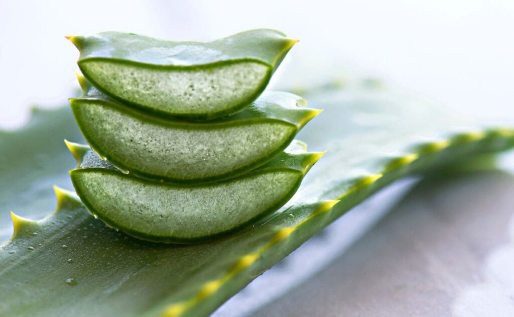 ¿Qué pasa si como aloe vera crudo?