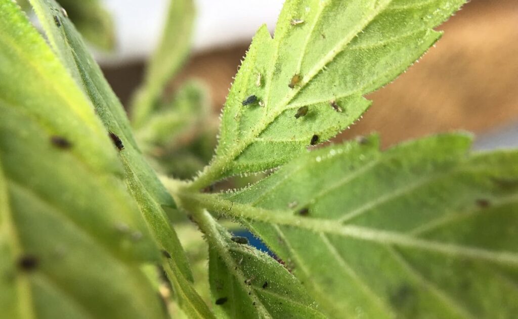 El antiplagas natural con hojas de tomate para plantas