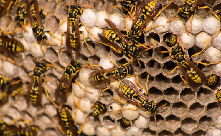 insecto bicho avispa plaga remedio casero vinagre bebida líquido avispero