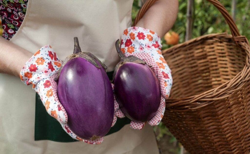 berenjenas verduras perder peso carbohidratos