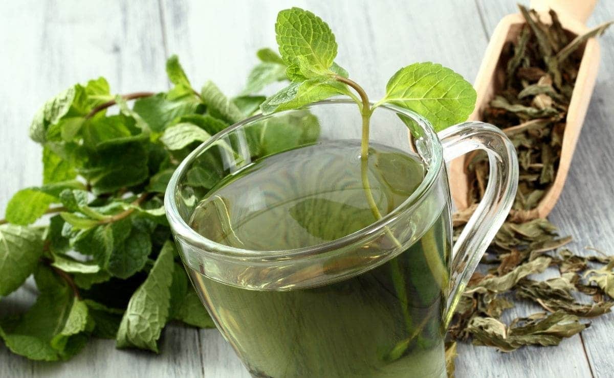 Beneficios del té verde en ayunas, por la noche y en general