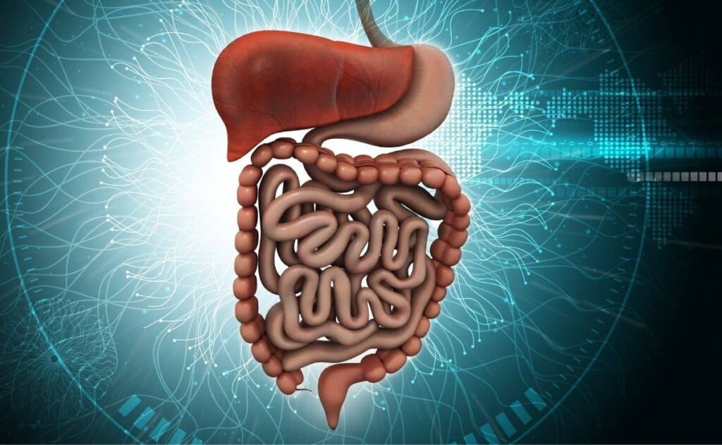 acido butirico digestion butirato alimento fibra microbiota flora intestinal