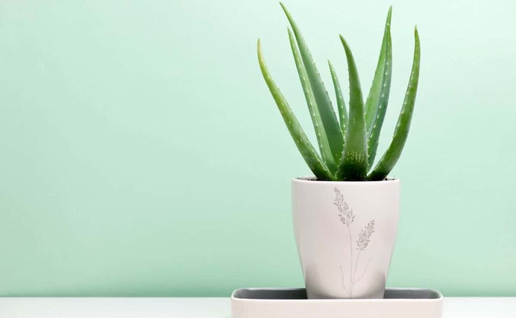 Esqueje aloe vera