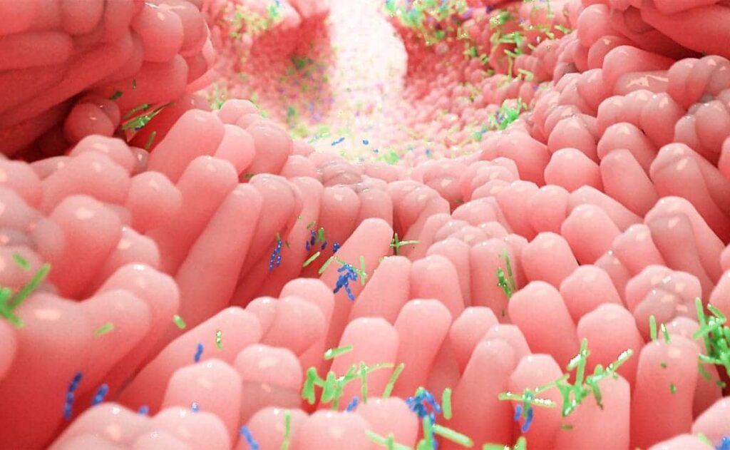 Flora intestinal microbiota salud