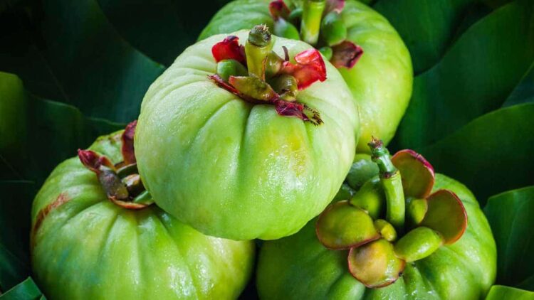 Garcinia cambogia