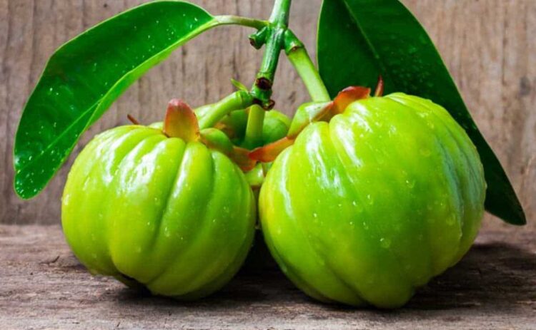 Garcinia cambogia