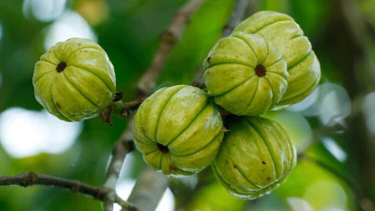 Garcinia cambogia