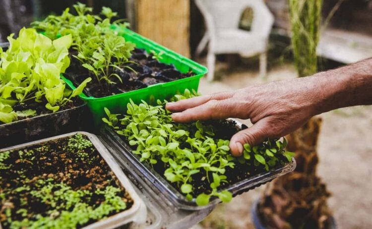 Plantas medicinales para tu huerto