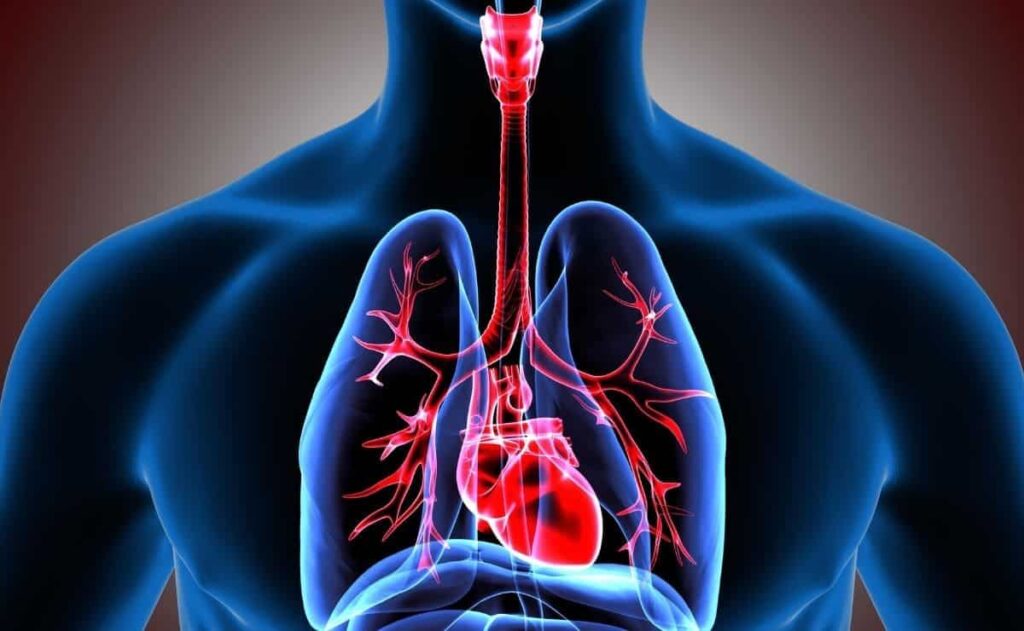 Así ayuda el jengibre a la salud del sistema respiratorio