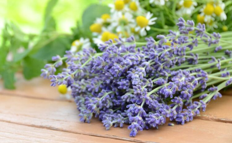 Plantas resistentes a la sequía como la lavanda