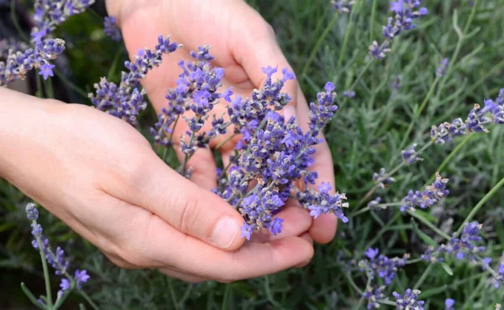 La colección de lavanda de Mercadona