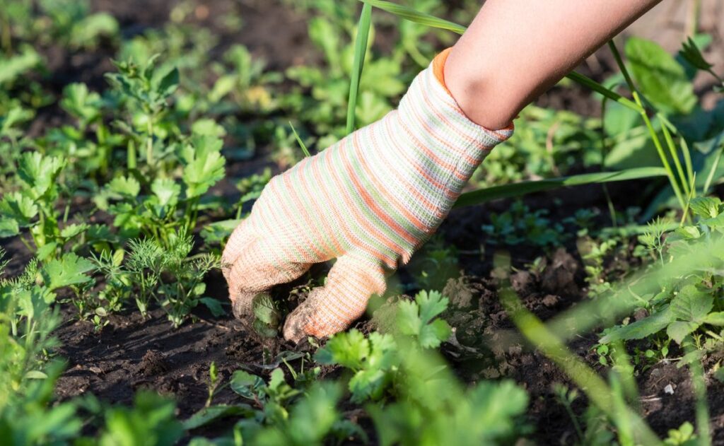 Cómo eliminar la mala hierba del jardín con remedios caseros