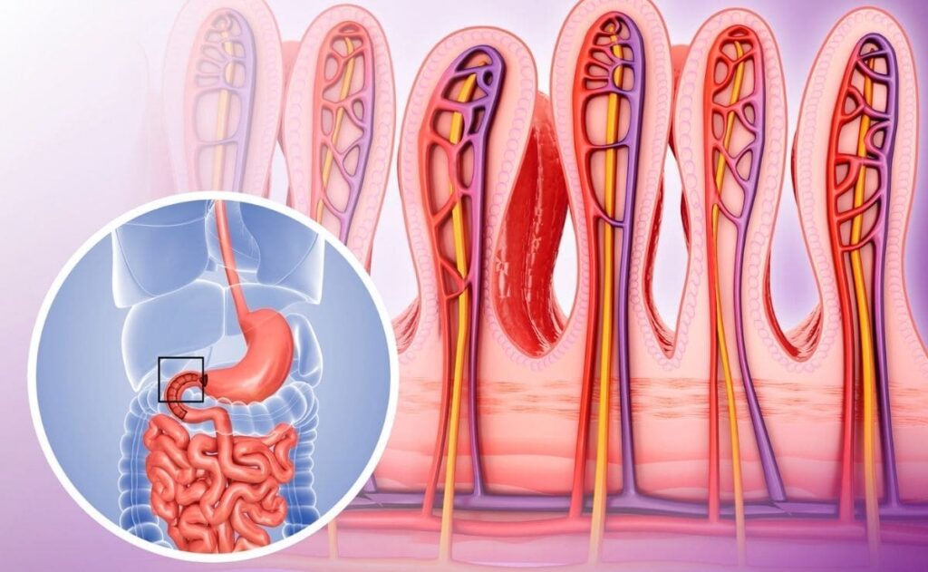 microbiota bacterias