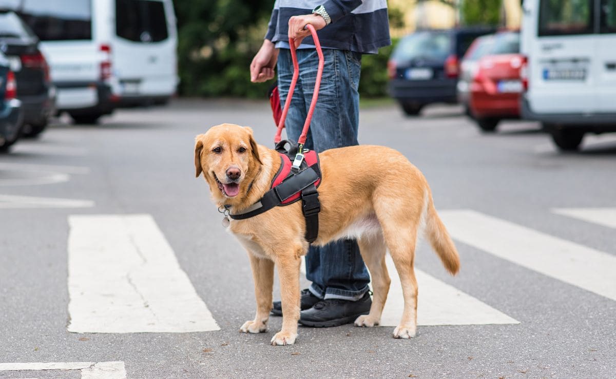 cualquier perro puede ser un perro de asistencia