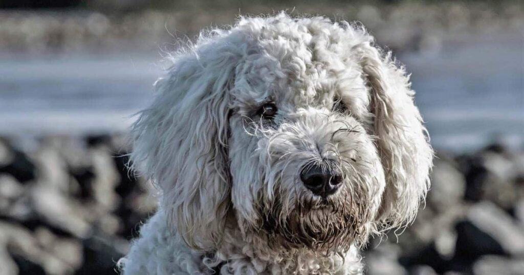 Los perros de agua, una terapia de ayuda para los niños con discapacidad