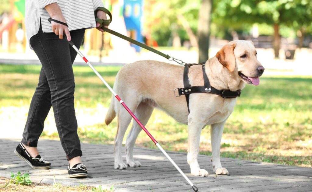 Perro de asistencia junto a una persona con discapacidad