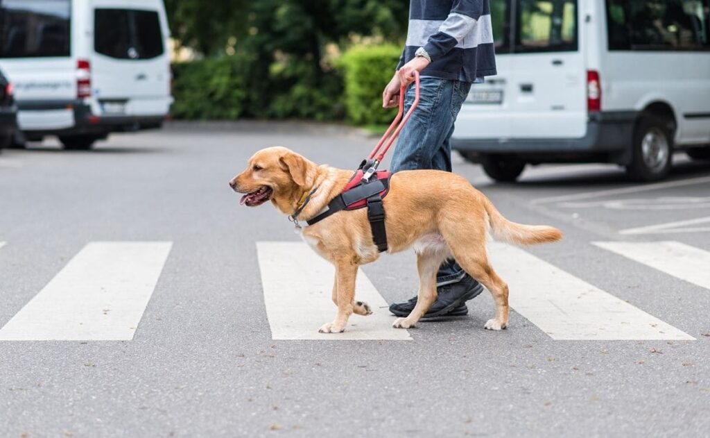 perro de asistencia nueva ley Andalucia BOJA