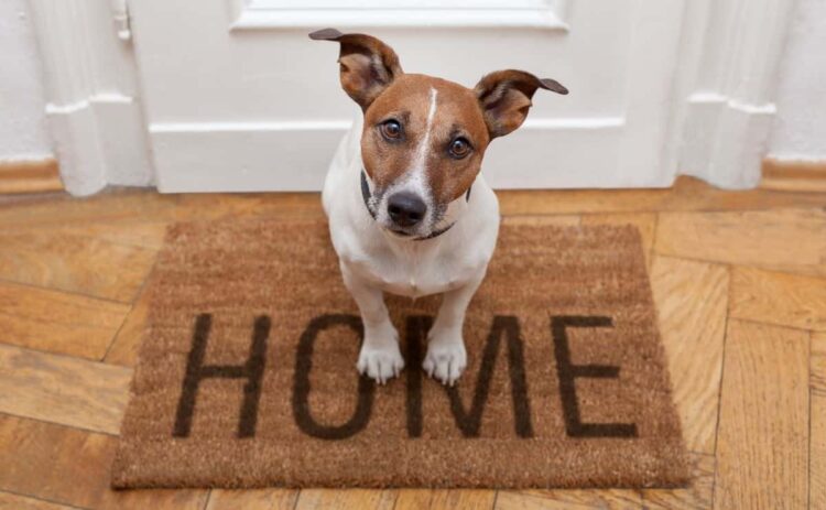 perro mascota dar comer consejo recomendaciones domesticar adiestrar