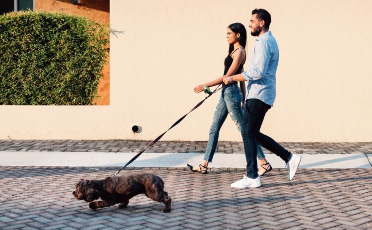 perro mascota pasear caminar dueño familia hogar
