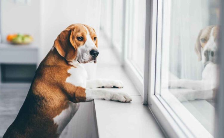 Esto es lo que siente un perro cuando lo dejan solo en casa