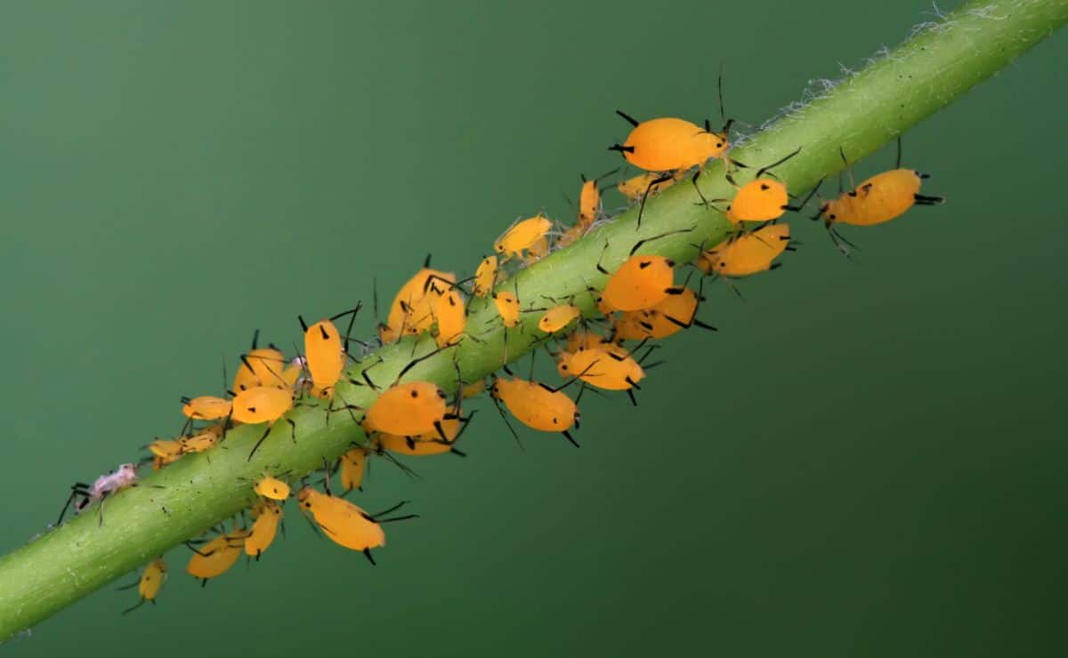 plaga bichos insectos mosquito verano ocu desinfectar