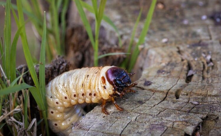 Remedios caseros para evitar una plaga de insectos