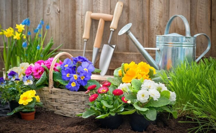 Plantas de jardín para ahuyentar a los mosquitos