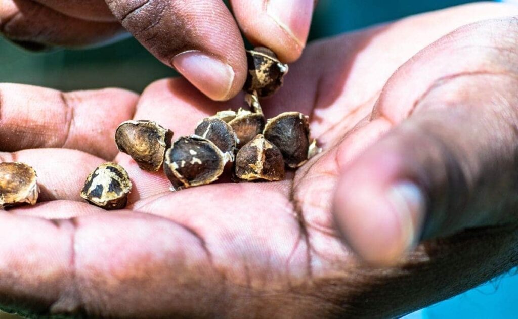 semillas de moringa bajar peso