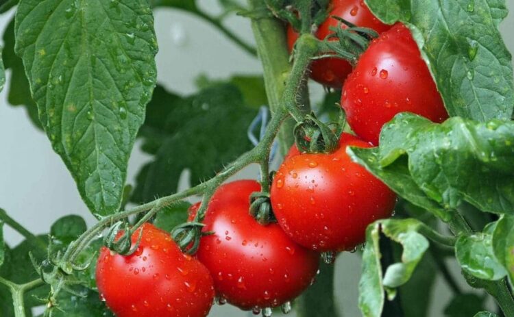 No cualquier tomate vale para preparar un buen salmorejo