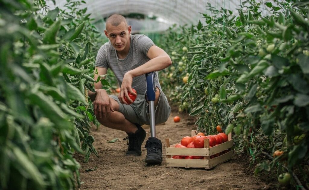 Trabajador con discapacidad recoge verduras en un invernadero