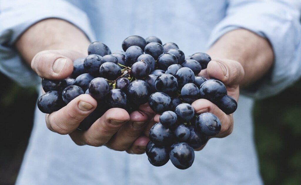 uvas para hacer jugo