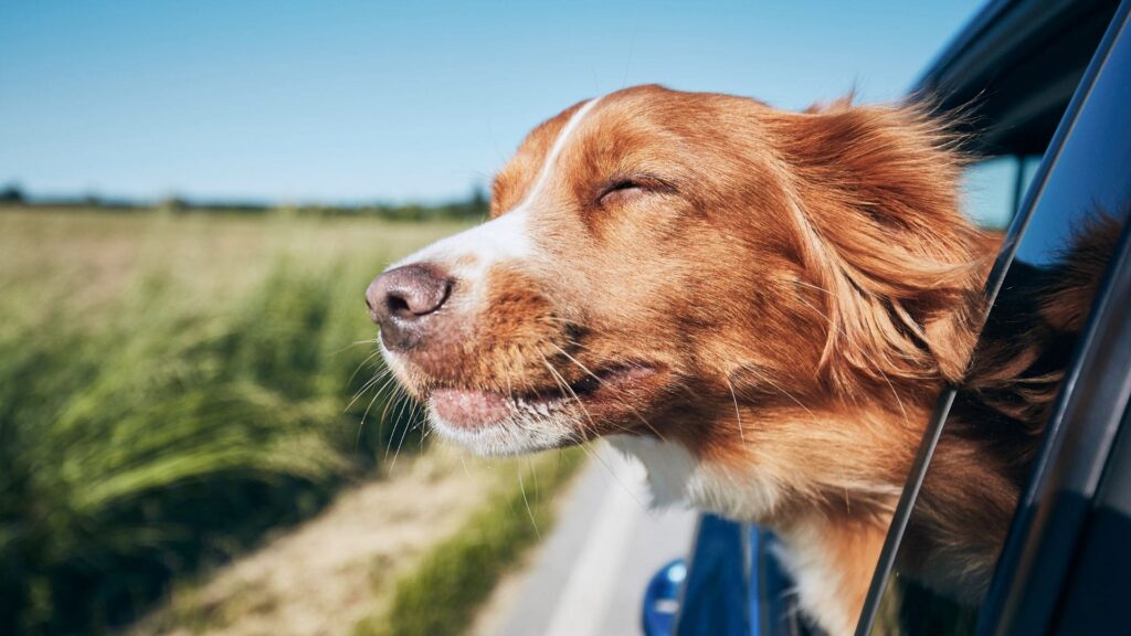 Así es como deberá viajar tu perro en el coche con los nuevos cambios recogido en la Ley