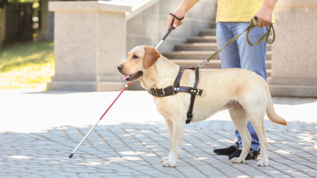 Los perros guía de la ONCE, protagonistas en el Día de San Antón