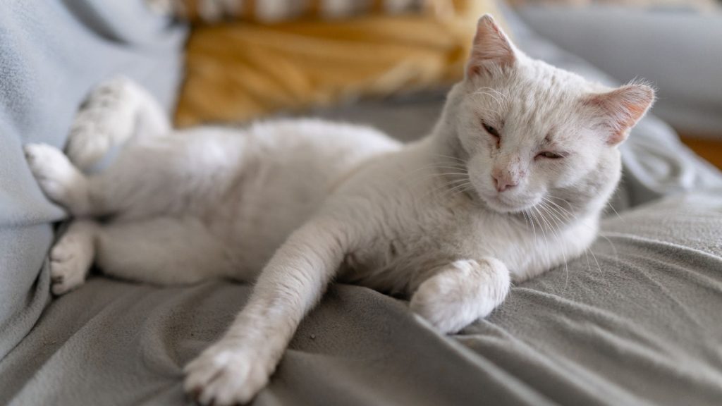 Síntomas de gato que no se siente bien